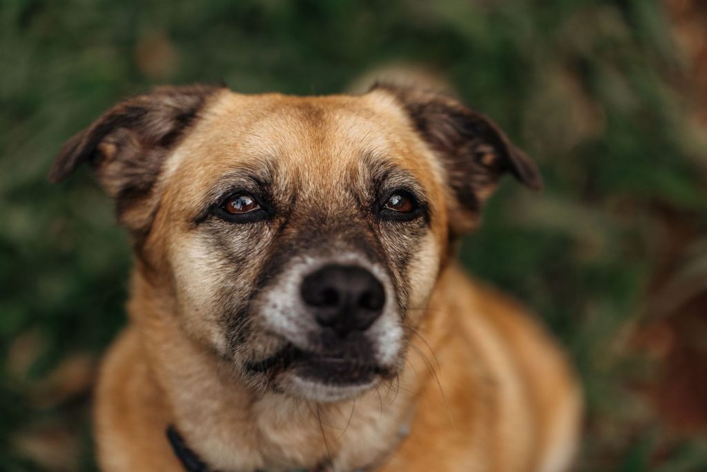 Canela, a sample dog