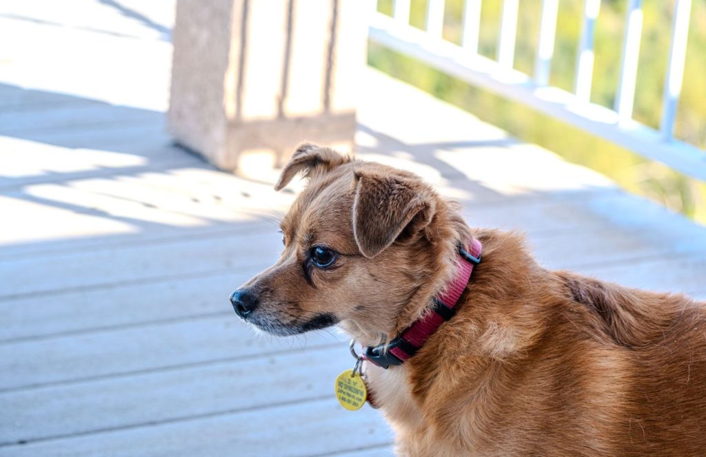 Chispa, a sample dog