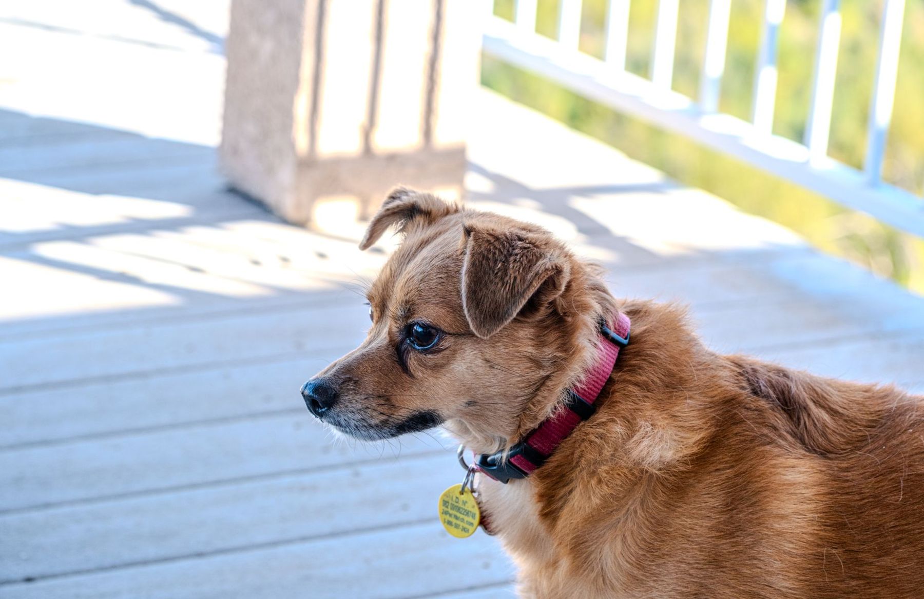 Chispa, a sample dog