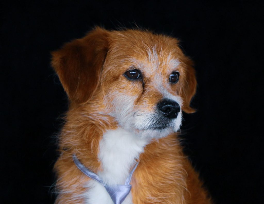 Coco, a sample dog