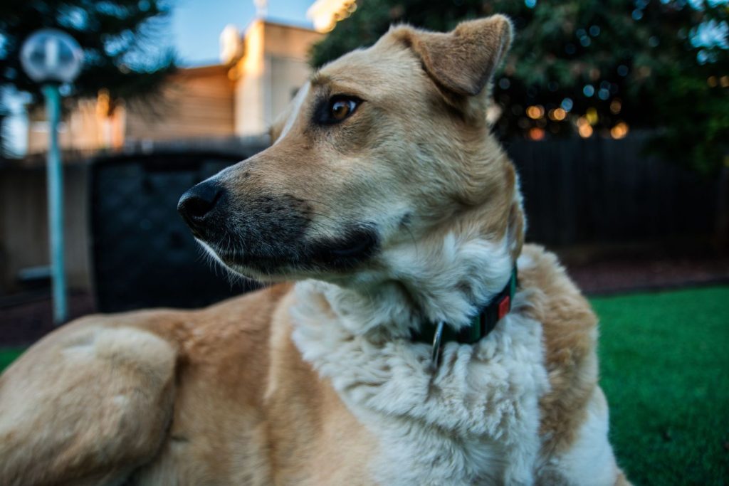 Mango, a sample dog