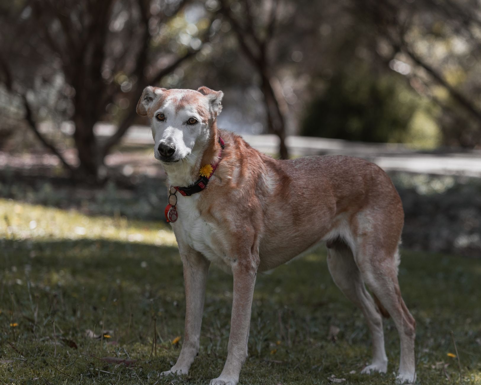 Nena, a sample dog