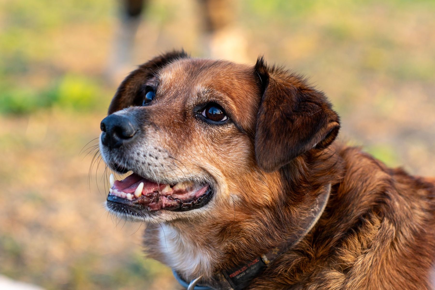 Oso, a sample dog