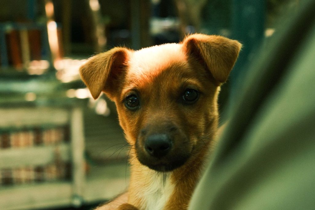 Pepe, a sample dog