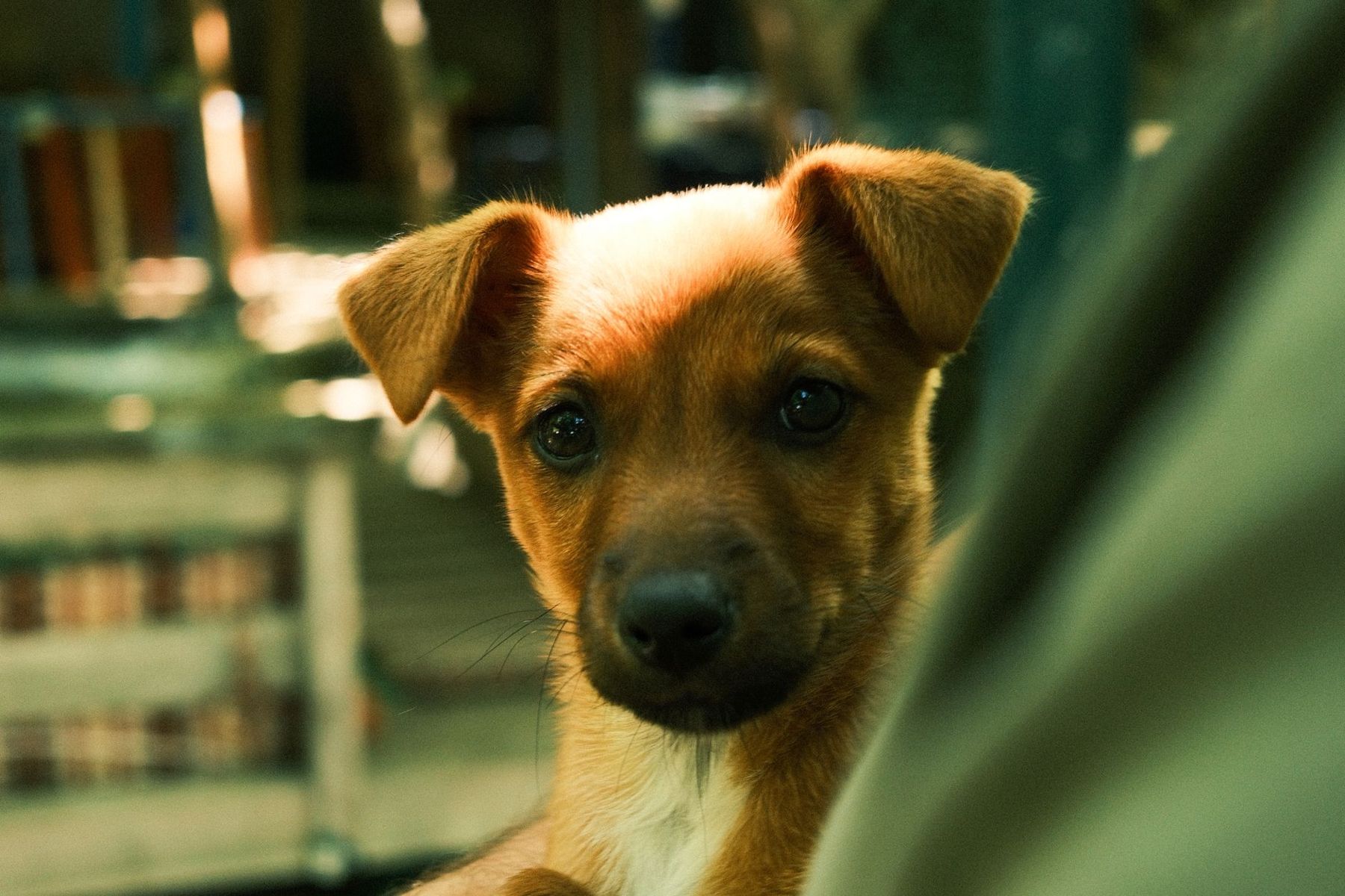 Pepe, a sample dog
