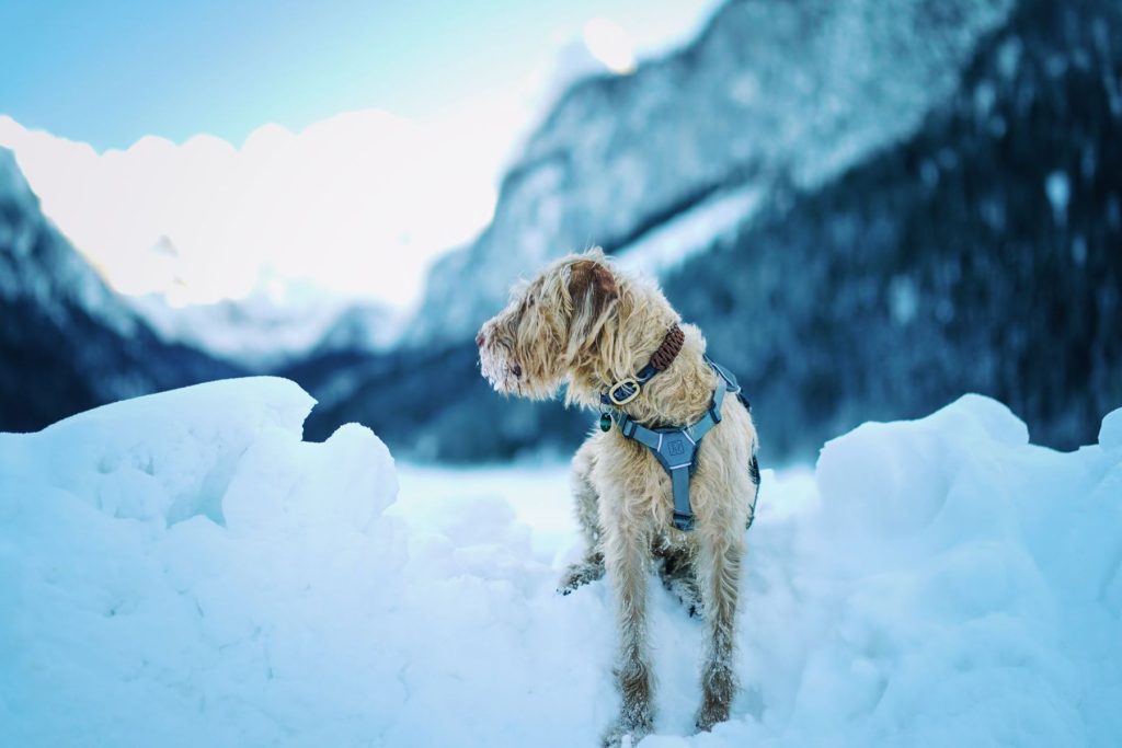 A dog standing in snow